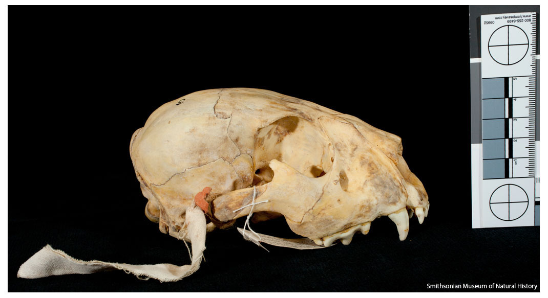 Straight Photography of Lion Skull from the National Museum of Natural History for Publication